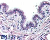 Anti-MUC13 Antibody (Extracellular Domain) IHC-plus LS-A8188