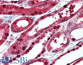 Anti-PIGR Antibody (Cytoplasmic Domain) IHC-plus LS-A8430