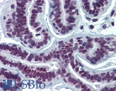 Anti-SUMO2 + SUMO3 Antibody (clone 2H8) IHC-plus LS-B6147