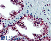 Anti-SP1 Antibody (clone 1A5) IHC-plus LS-B6148