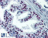 Anti-SP1 Antibody (clone 4C8) IHC-plus LS-B6149