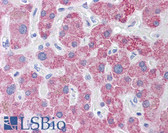 Anti-TLR9 Antibody IHC-plus LS-B6184