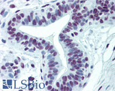 Anti-CDKL1 Antibody (clone 5B11) IHC-plus LS-B6188
