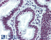 Anti-CDKL1 Antibody (clone 1F12) IHC-plus LS-B6189