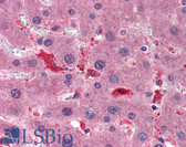 Anti-CCS Antibody (clone 1E2) IHC-plus LS-B6202
