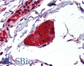 Anti-NDRG1 Antibody (clone 2D7) IHC-plus LS-B6205