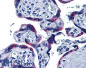 Anti-ERP44 Antibody (clone 3C7) IHC-plus LS-B6215