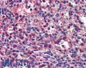 Anti-SEPT8 / Septin 8 Antibody (clone 1G3-7D1) IHC-plus LS-B6217