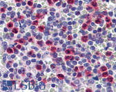 Anti-AGO2 / EIF2C2 Antibody (clone 2E12-1C9) IHC-plus LS-B6224