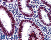 Anti-Geminin Antibody (clone 1A8) IHC-plus LS-B6226
