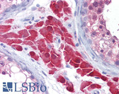 Anti-CCS Antibody (clone 1G1) IHC-plus LS-B6256