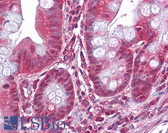Anti-EP / DBI Antibody (clone 20B10) IHC-plus LS-B6257
