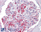 Anti-Complement C9 Antibody (clone 64E9) IHC-plus LS-B6260