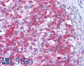 Anti-MAP4K1 / HPK1 Antibody (clone 2A1) IHC-plus LS-B6261
