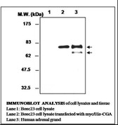 Anti-CHGA / Chromogranin A Antibody IHC-plus LS-B6265