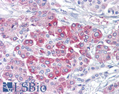 Anti-NRAS / N-ras Antibody (clone AT2G9) IHC-plus LS-B6270