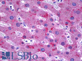 Anti-TF / Transferrin Antibody IHC-plus LS-B6305