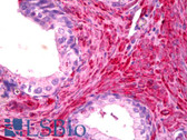Anti-Filamin Antibody IHC-plus LS-B6313