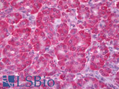 Anti-RET Antibody (aa896-1063, clone 8D10C9) IHC-plus LS-B6328