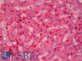 Anti-TF / Transferrin Antibody (N-Terminus) IHC-plus LS-B6330