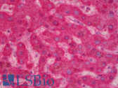 Anti-F9 / Factor IX Antibody IHC-plus LS-B6333