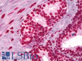 Anti-Histone H3 Antibody IHC-plus LS-B6334