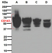 Anti-Basigin / Emmprin / CD147 Antibody (Internal, clone EPR4052) IHC-plus LS-B6342