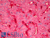 Anti-B2M / Beta 2 Microglobulin Antibody IHC-plus LS-B6347