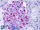 Anti-CLIC5 Antibody (clone 1E6) IHC-plus LS-B6349