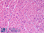 Anti-STX18 / Syntaxin 18 Antibody (clone 2E5) IHC-plus LS-B6350