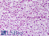 Anti-FBXW7 / FBW7 Antibody (clone 3D1) IHC-plus LS-B6352