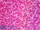 Anti-SIK1 / MSK Antibody (clone 2C12) IHC-plus LS-B6355