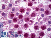 Anti-HES1 / HES-1 Antibody (N-Terminus) IHC-plus LS-B6364