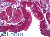 Anti-MFGE8 / MFG-E8 Antibody (clone 1E7) IHC-plus LS-B6380
