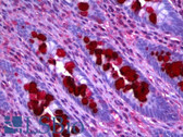 Anti-GOB5 / CLCA1 Antibody (clone 1C4) IHC-plus LS-B6384