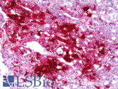 Anti-Neuropeptide Y / NPY Antibody (clone 3H2) IHC-plus LS-B6387