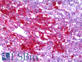 Anti-Neuropeptide Y / NPY Antibody (clone 2C10) IHC-plus LS-B6388