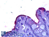 Anti-CD66a / CEACAM1 Antibody (clone 2F6) IHC-plus LS-B6389