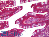 Anti-PRUNE Antibody (clone 1C11) IHC-plus LS-B6393