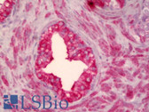 Anti-SMO / Smoothened Antibody (clone 3D10) IHC-plus LS-B6399