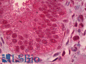 Anti-PAX9 Antibody (clone 3B8) IHC-plus LS-B6405