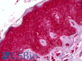 Anti-GPNMB Antibody (clone 3A5) IHC-plus LS-B6406