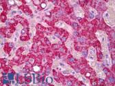 Anti-GJB2 / CX26 / Connexin 26 Antibody (C-Terminus) IHC-plus LS-B6429