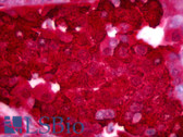 Anti-Insulin C-Peptide Antibody (clone C-PEP-01) IHC-plus LS-B6432