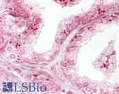 Anti-DIABLO / SMAC Antibody (aa199-212) IHC-plus LS-B6439