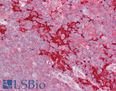 Anti-MAP4K1 / HPK1 Antibody (N-Terminus) IHC-plus LS-B6447