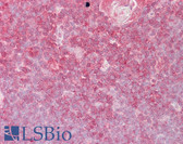 Anti-ELF1 Antibody (C-Terminus) IHC-plus LS-B6448