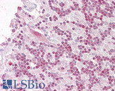 Anti-TRIM69 / Trif Antibody (C-Terminus) IHC-plus LS-B6450