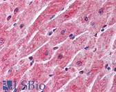 Anti-SFRP1 Antibody (aa43-54) IHC-plus LS-B57
