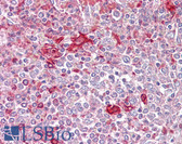 Anti-TLR5 Antibody (aa300-350) IHC-plus LS-B6485